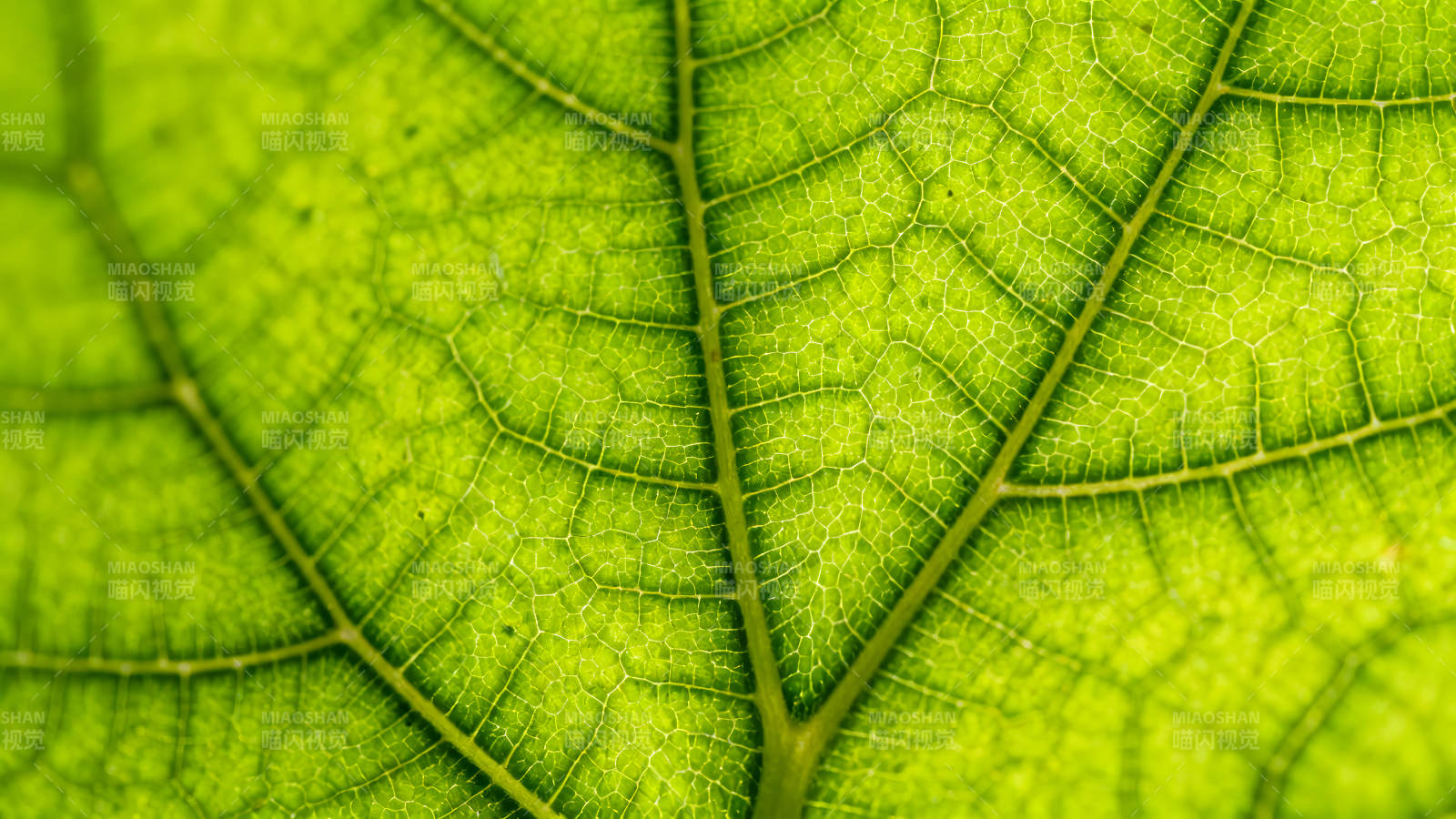 绿叶脉络细节展现图片