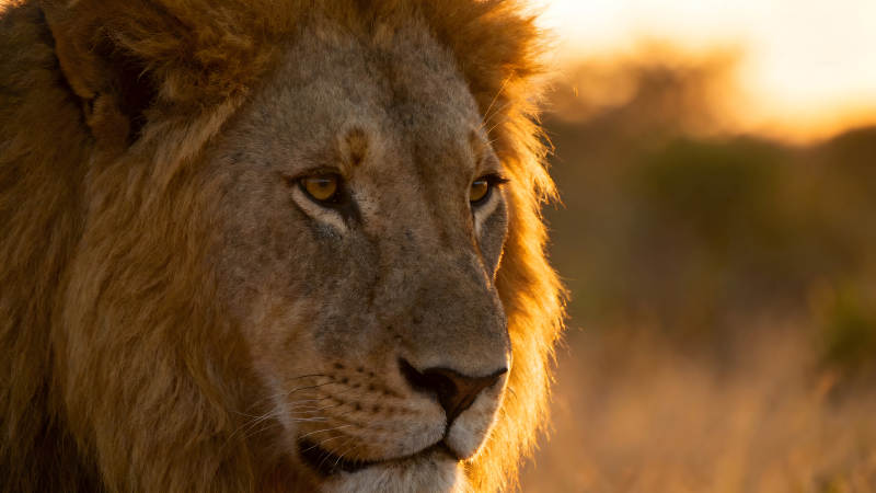 夕阳下雄狮的特写镜头展示雄伟图片