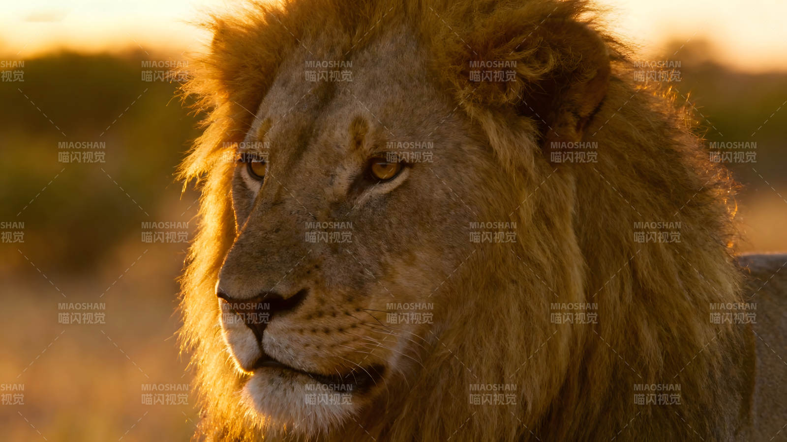 雄狮凝视夕阳眼神锐利威严图片