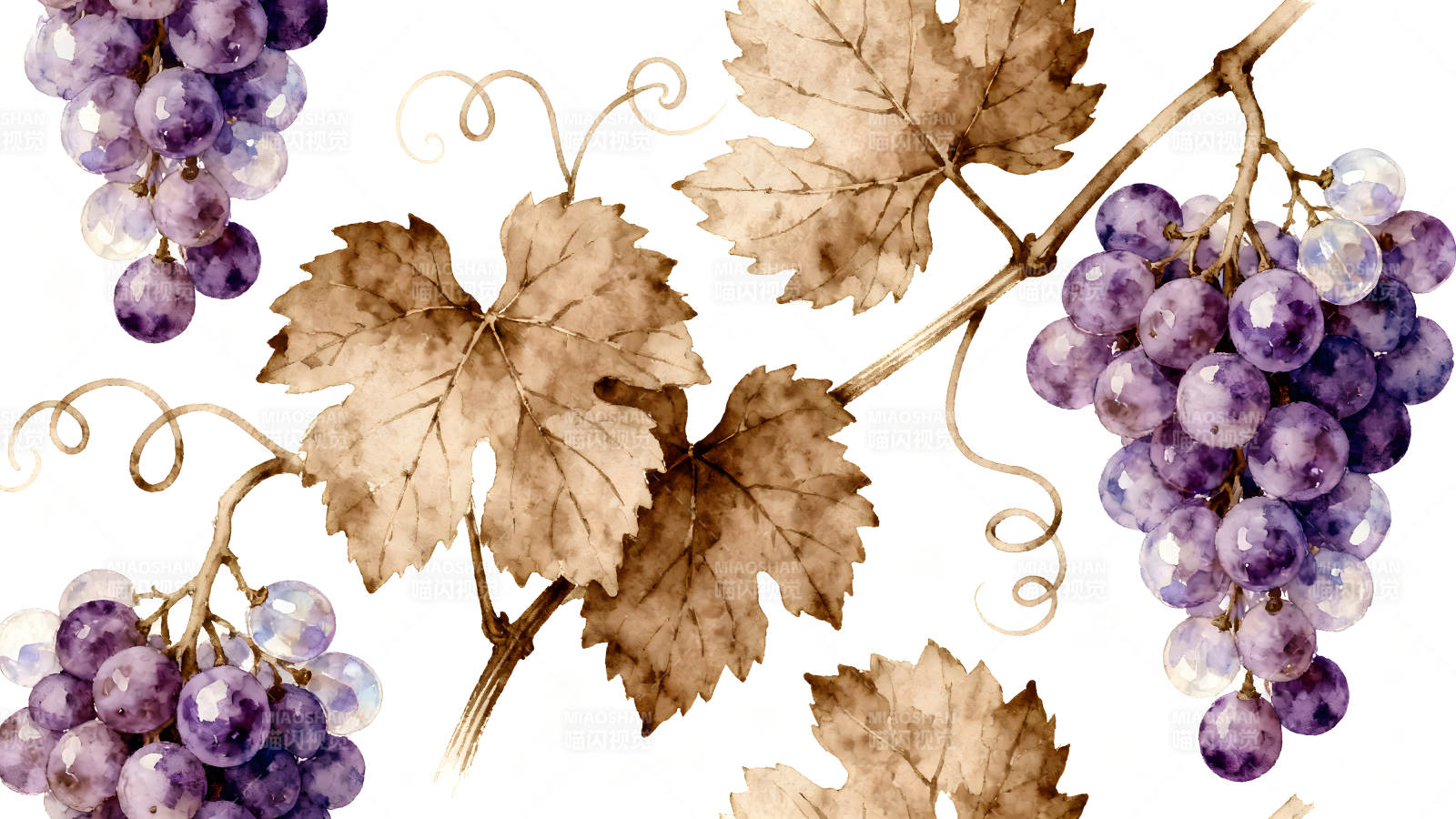 葡萄叶子水彩画图片