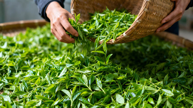 采摘茶叶的场景图片