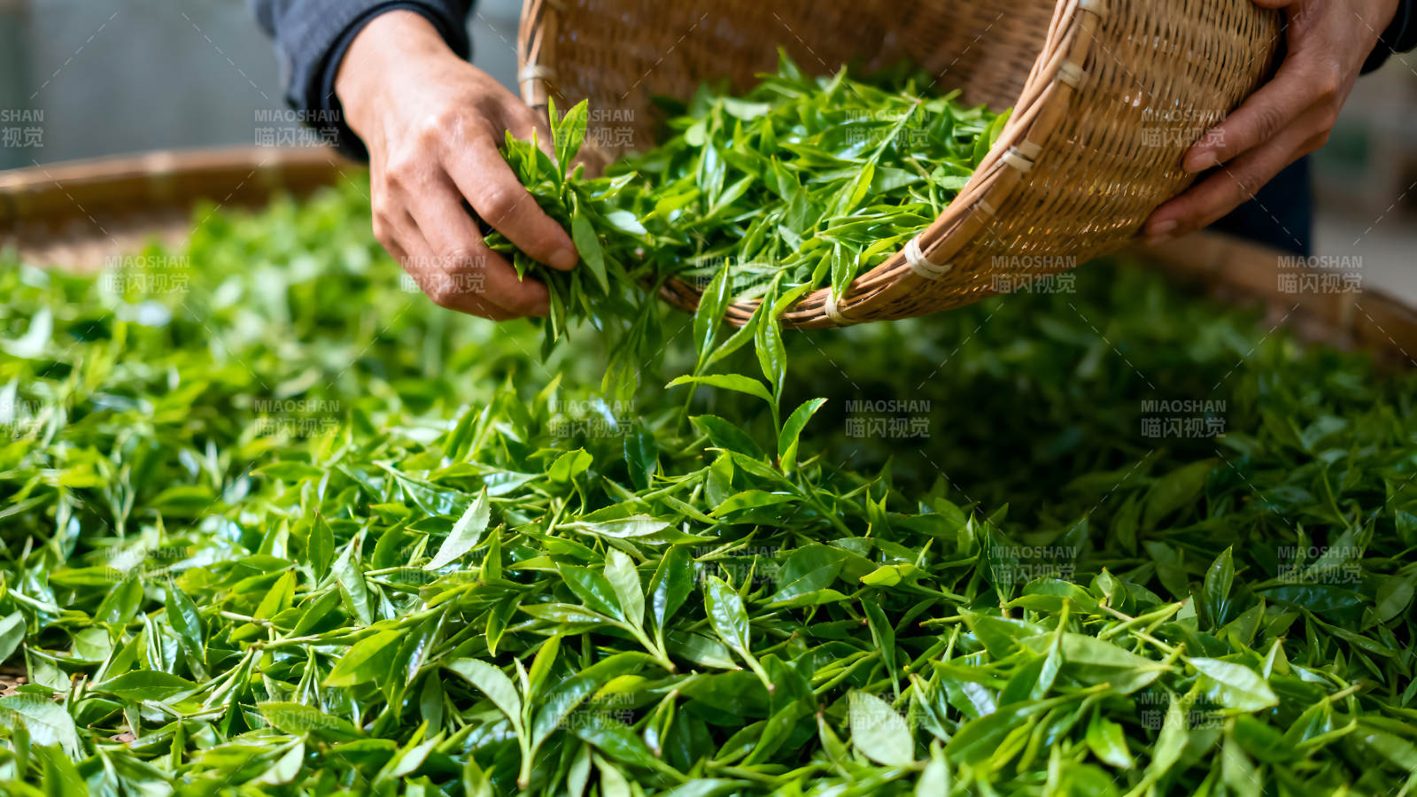 采摘茶叶的场景图片