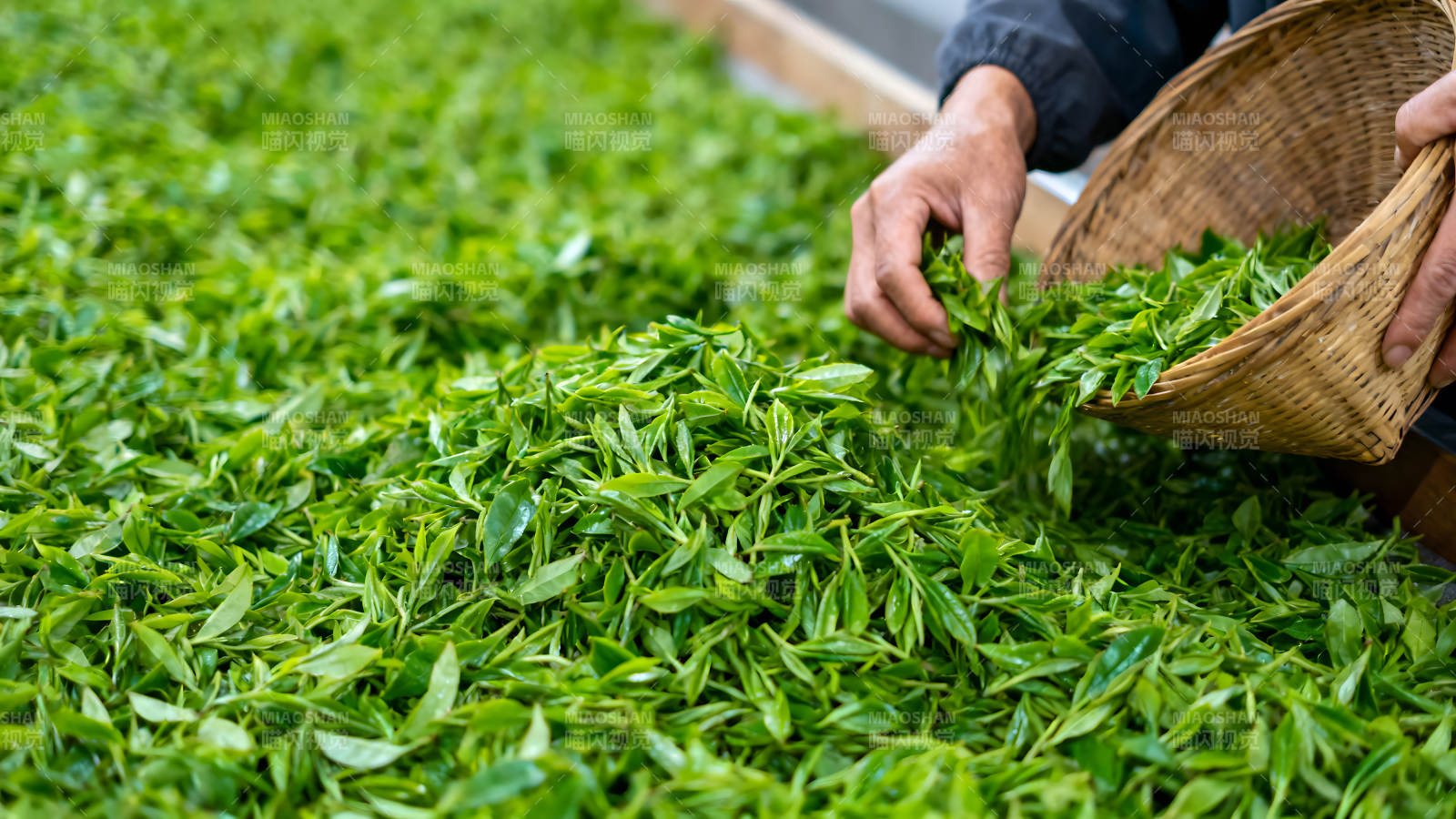 采摘茶叶场景绿意盎然图片