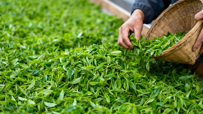 采摘茶叶场景绿意盎然图片