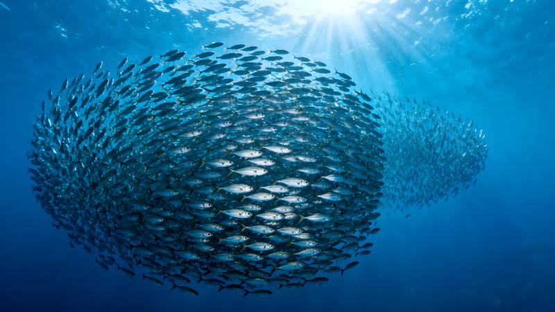 鱼群聚集阳光穿透深蓝海水图片