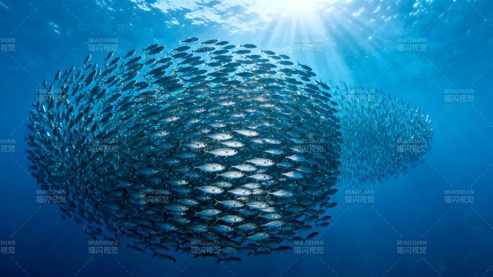 鱼群聚集阳光穿透深蓝海水图片