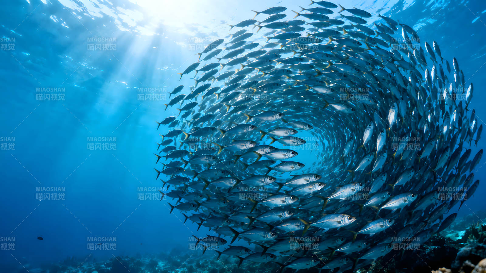鱼群旋涡在水下阳光洒入图片