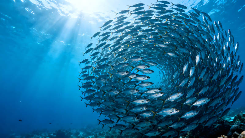 鱼群旋涡在水下阳光洒入图片