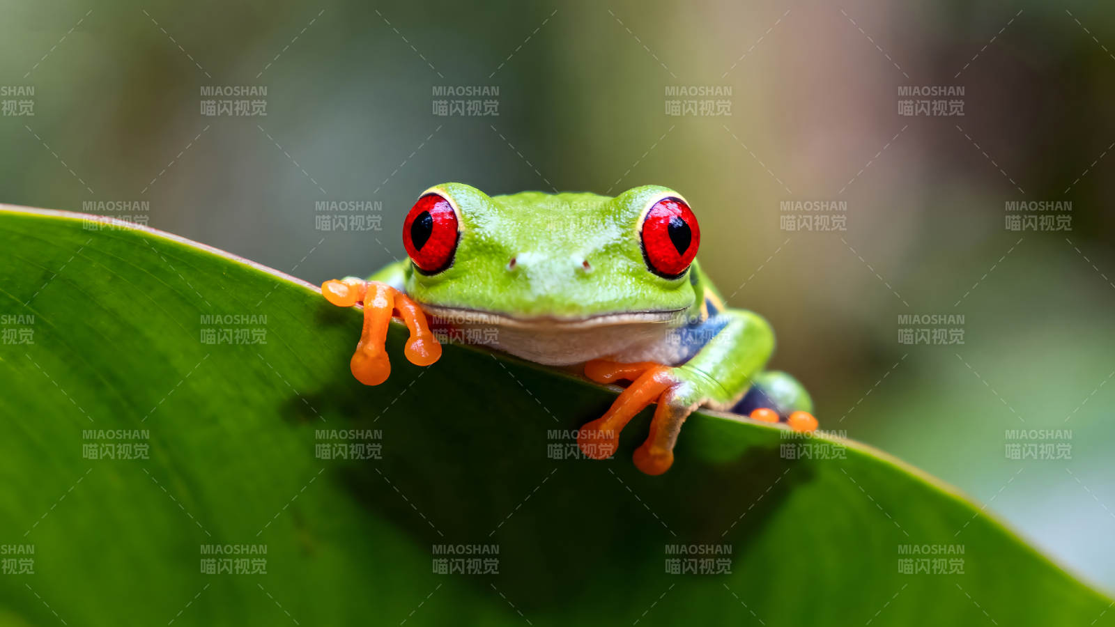 红眼树蛙在叶子上探头探脑图片