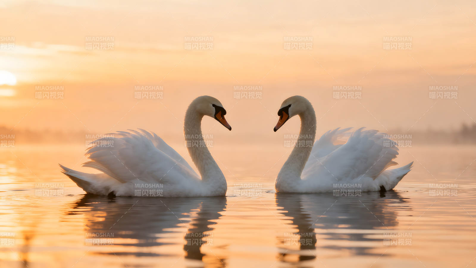 两只天鹅在水中相遇阳光照耀图片