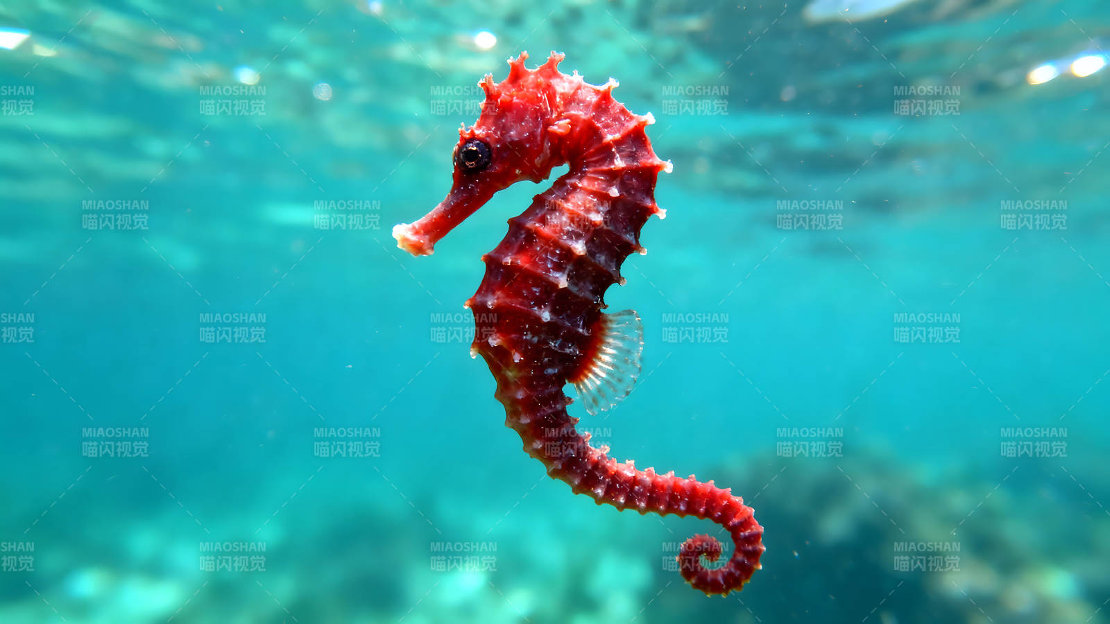 红海马水中悠游生动展现自然之美图片