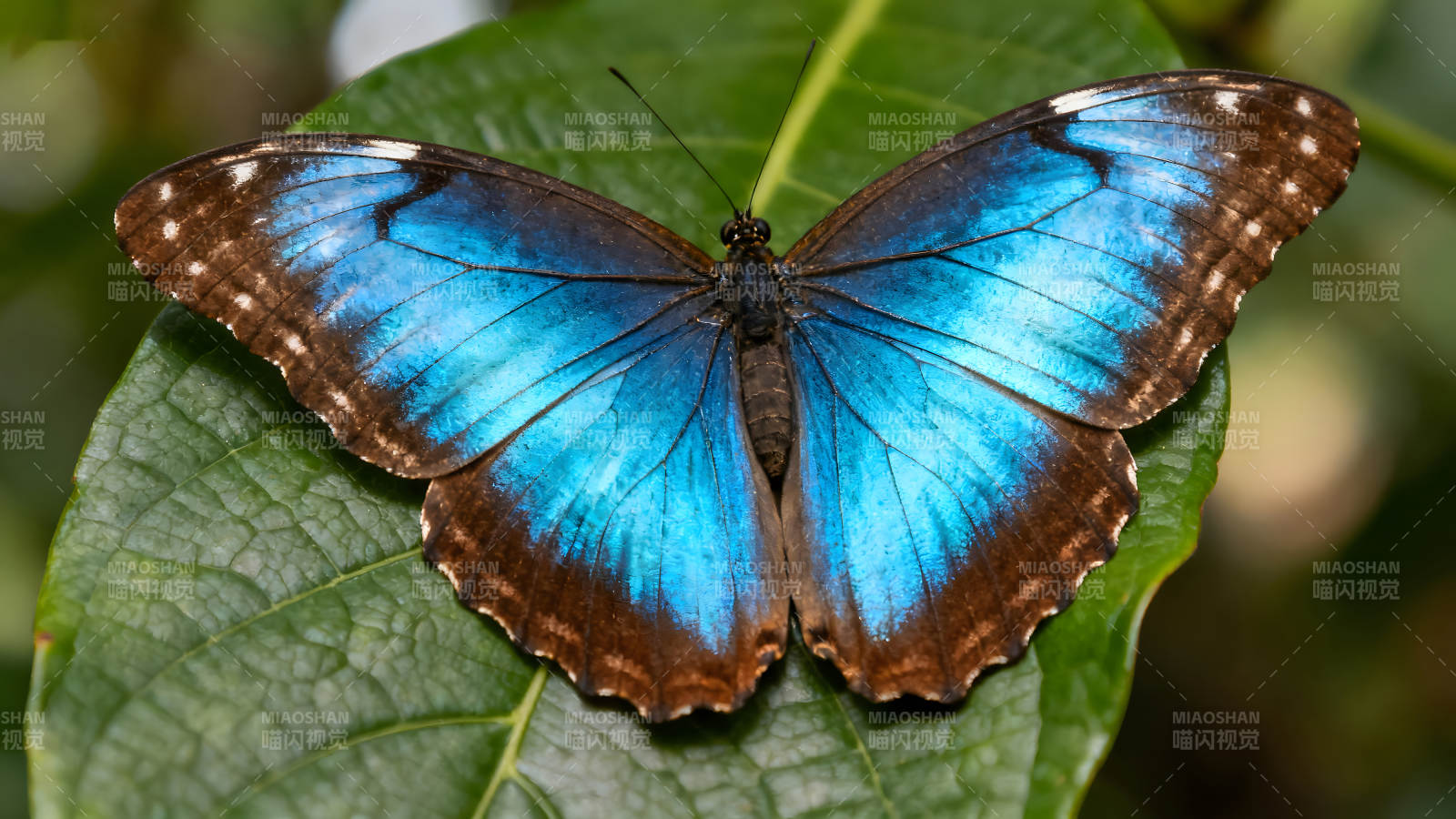 蓝色蝴蝶栖息在绿叶上图片
