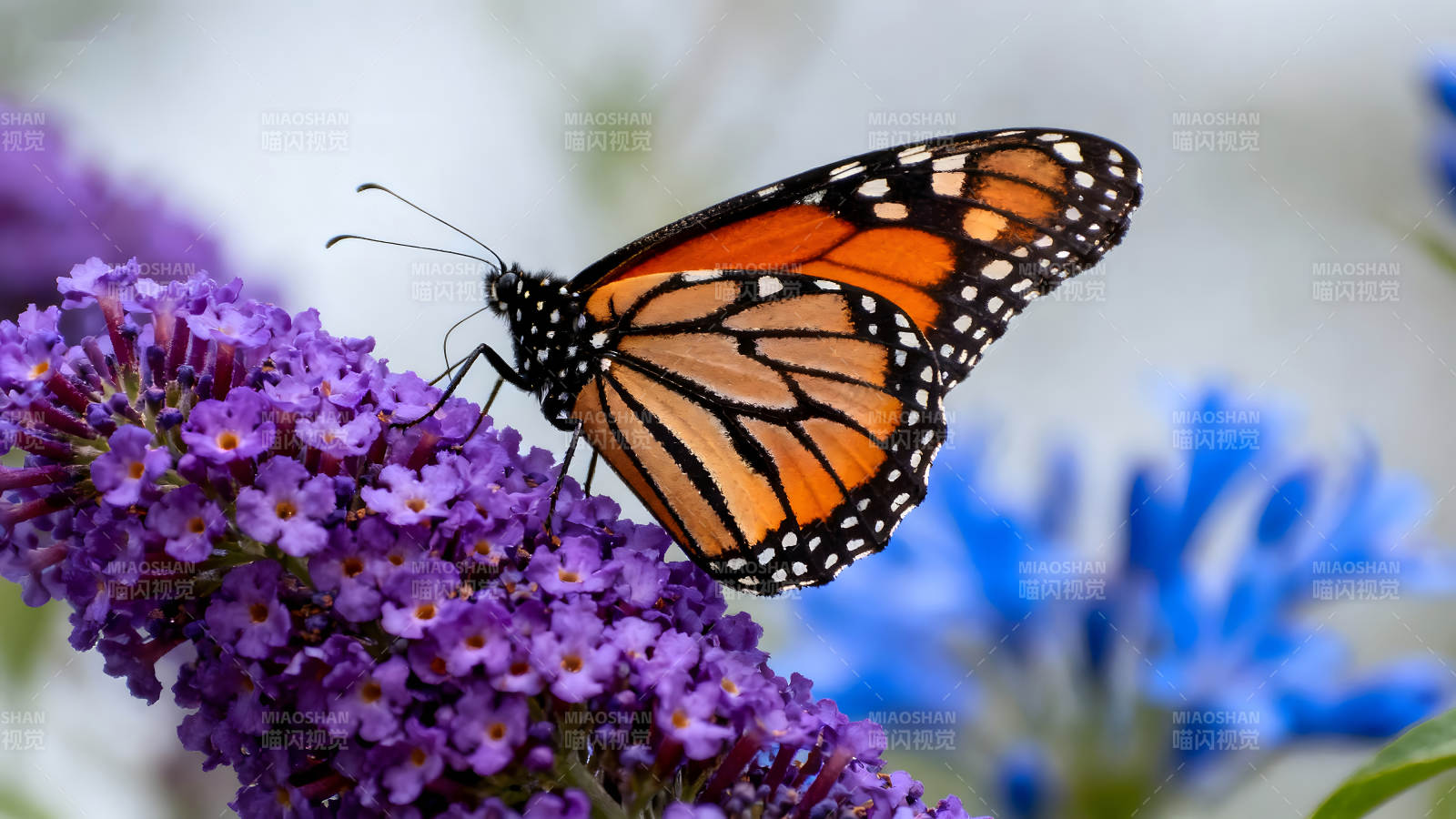 蝴蝶栖息紫花上图片