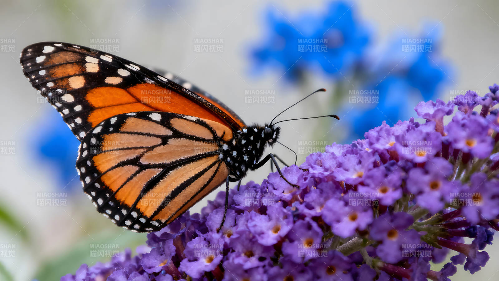 帝王蝶停靠紫色花朵图片