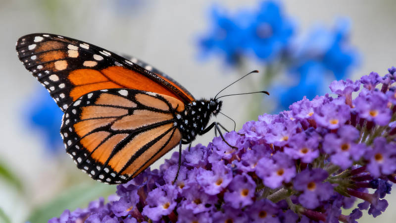 帝王蝶停靠紫色花朵图片
