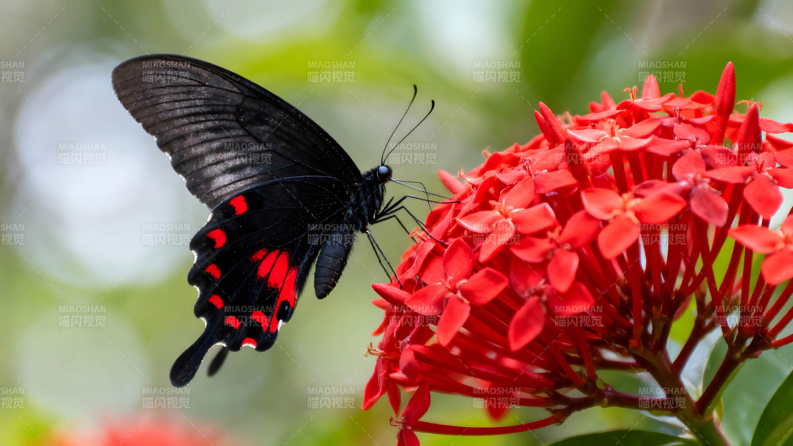 蝴蝶栖息红色花朵之上图片