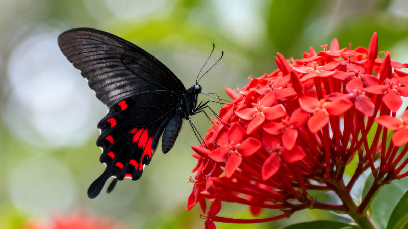 蝴蝶栖息红色花朵之上图片