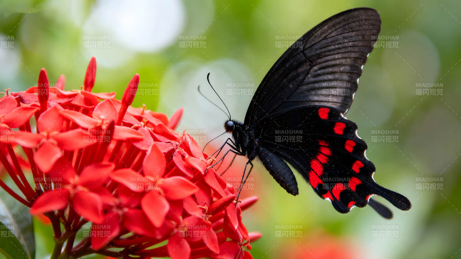黑蝶红花点缀自然之美图片