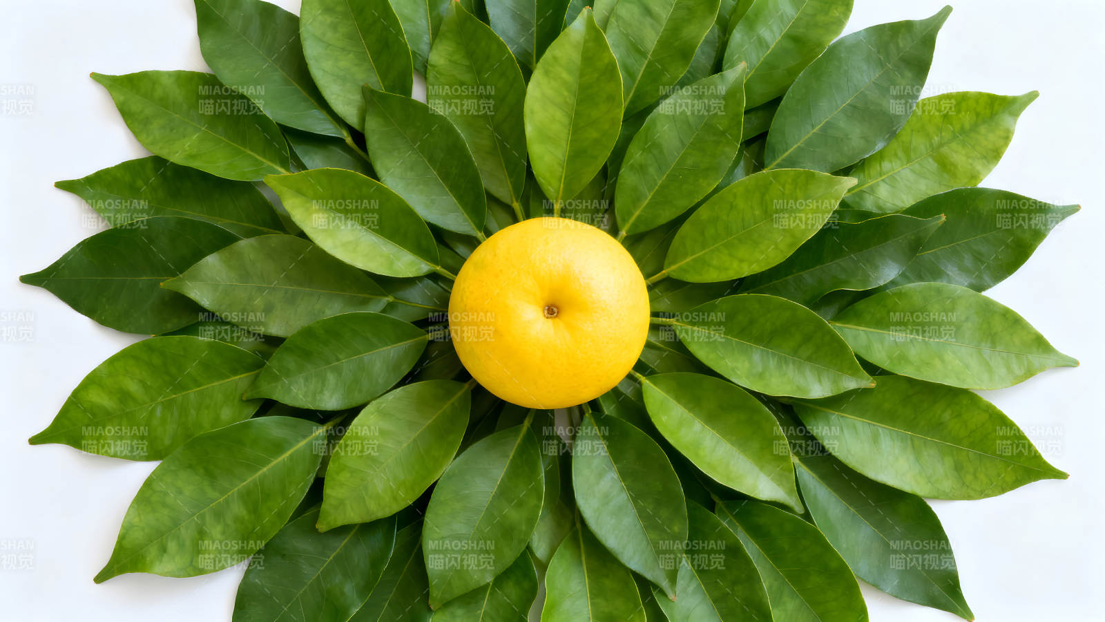 黄橙与绿叶的精美构图图片