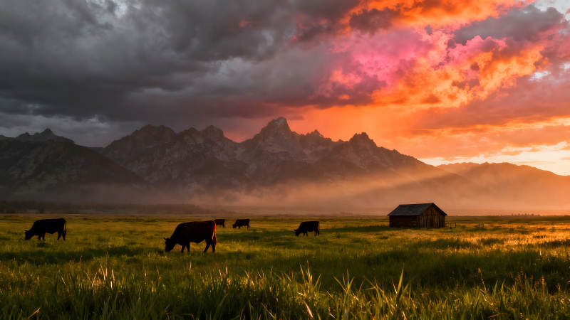 落日余晖下的牧场风光图片