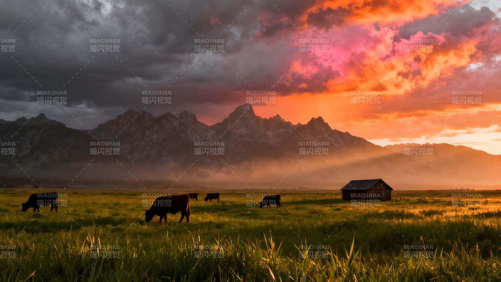 落日余晖下的牧场风光图片