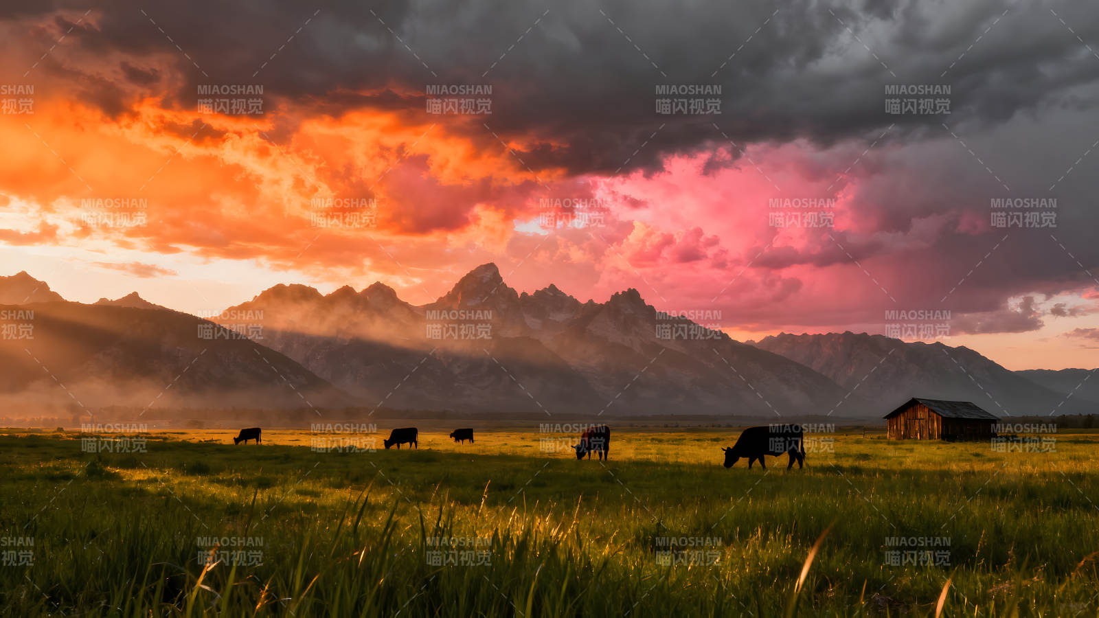 壮丽日落下的牧场风景牛群剪影图片