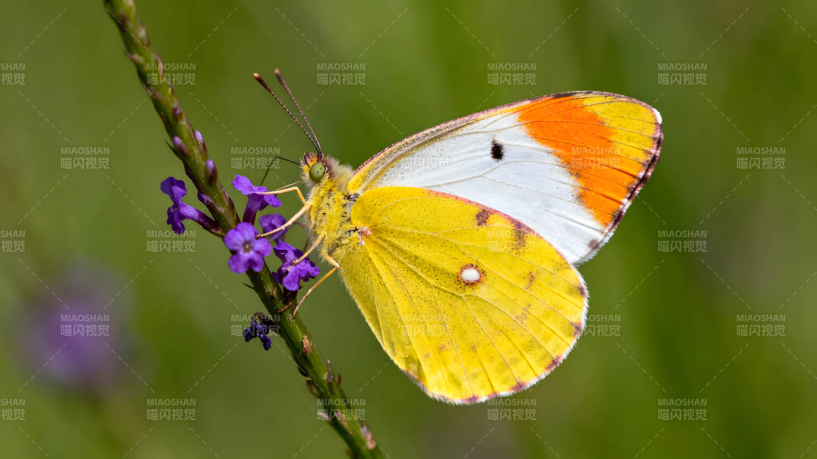 蝴蝶栖息紫色小花色彩鲜艳图片