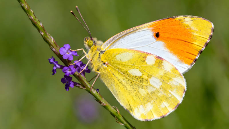 蝴蝶停在紫色小花上色彩鲜艳图片