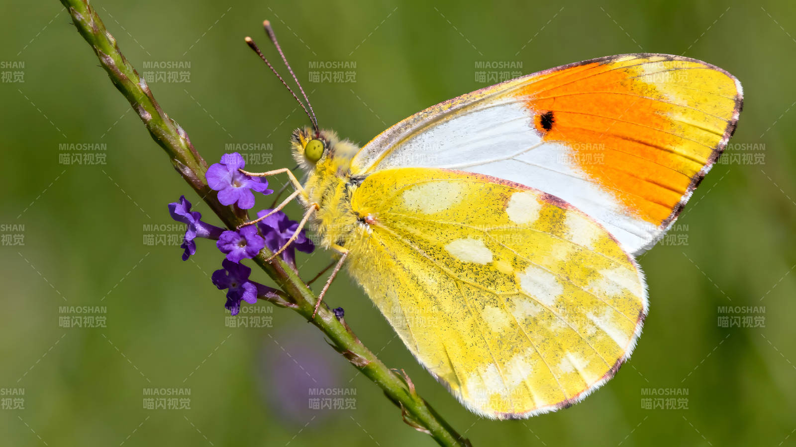 蝴蝶停在紫色小花上色彩鲜艳图片