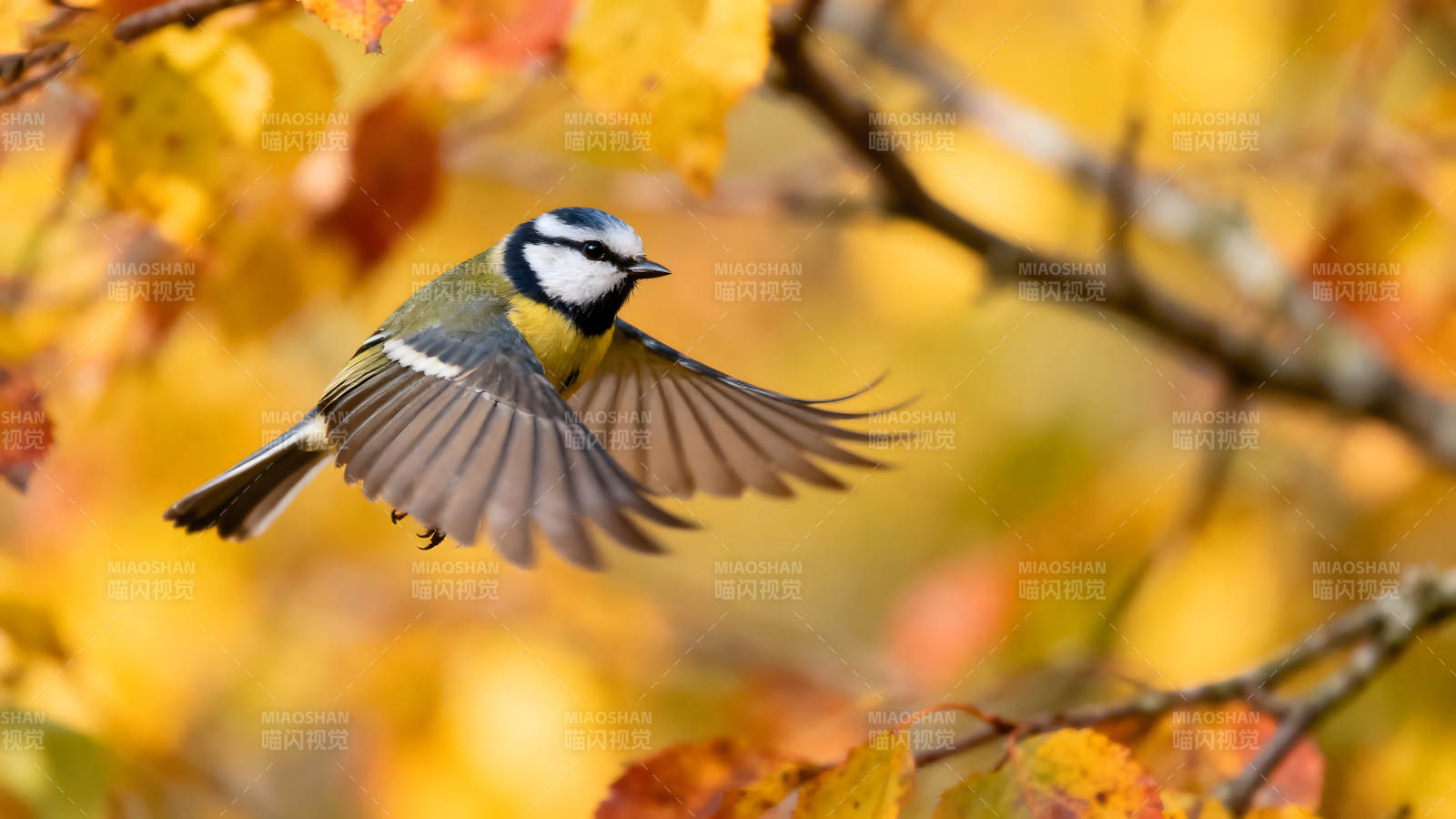 蓝山雀展翅飞翔金秋背景图片