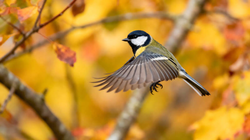 鸟儿飞翔秋叶背景图片