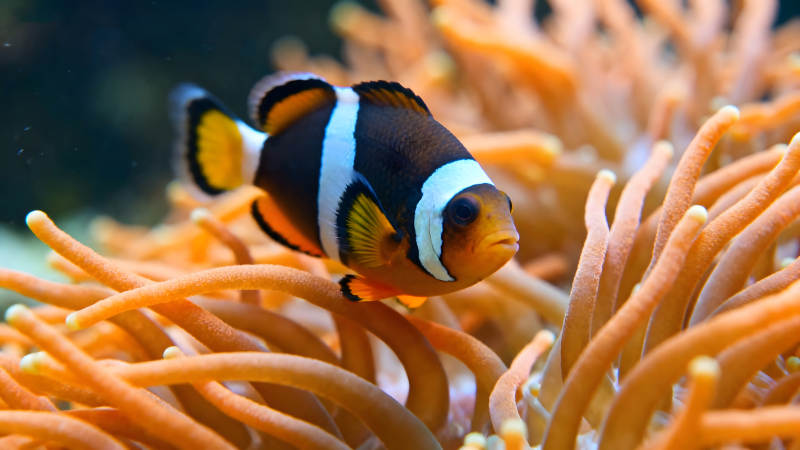 小丑鱼在海葵中游动图片