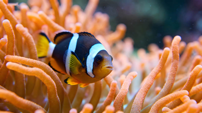 小丑鱼与海葵的亲密接触图片
