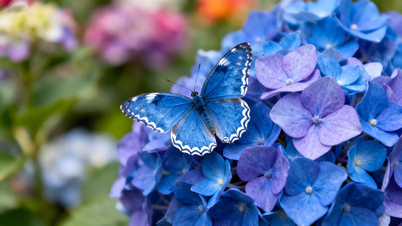 蓝蝶停驻绣球花丛间姿态优美图片