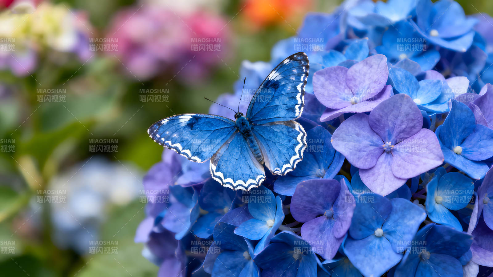 蓝蝶停驻绣球花丛间姿态优美图片