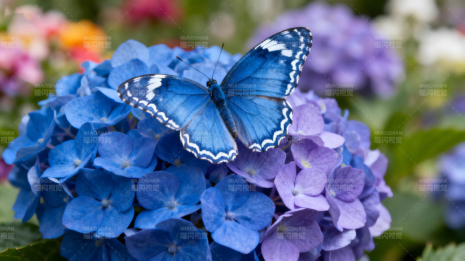 蓝蝴蝶停在蓝色绣球花上图片