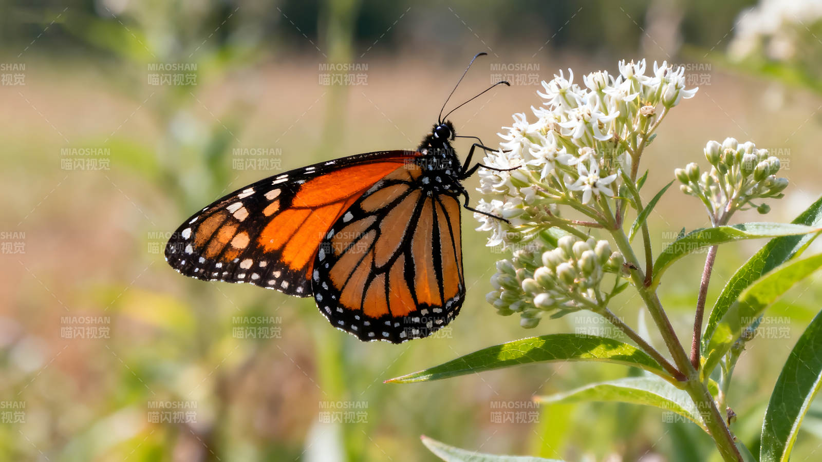 蝴蝶停在花朵上吸食花蜜图片