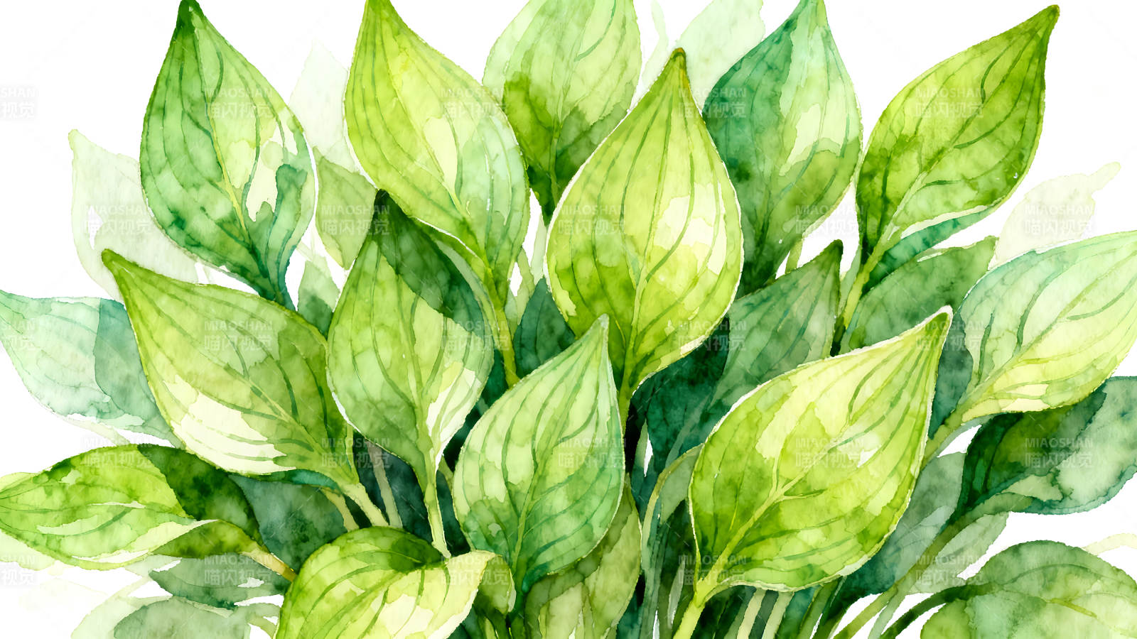 水彩绘画的绿色叶子图片