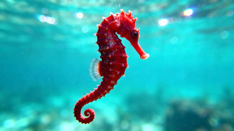 红海马水中游动图片