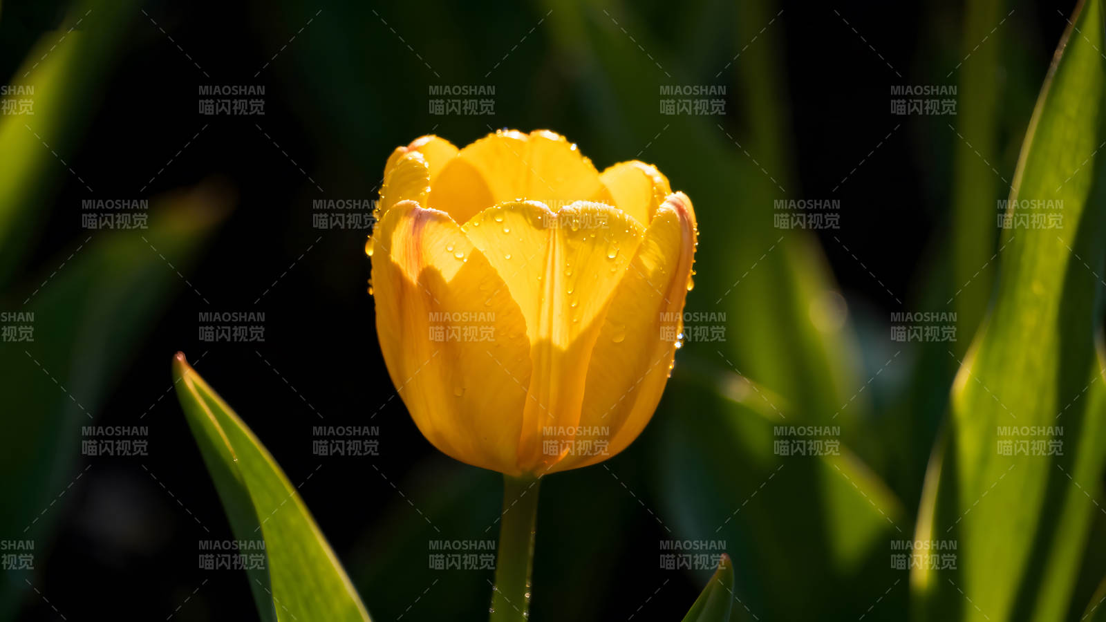 阳光下的黄色郁金香绽放图片