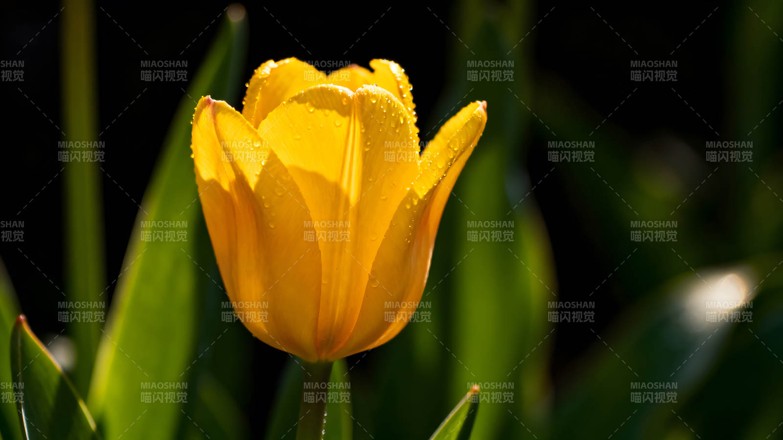 阳光下的黄色郁金香清新自然美丽图片