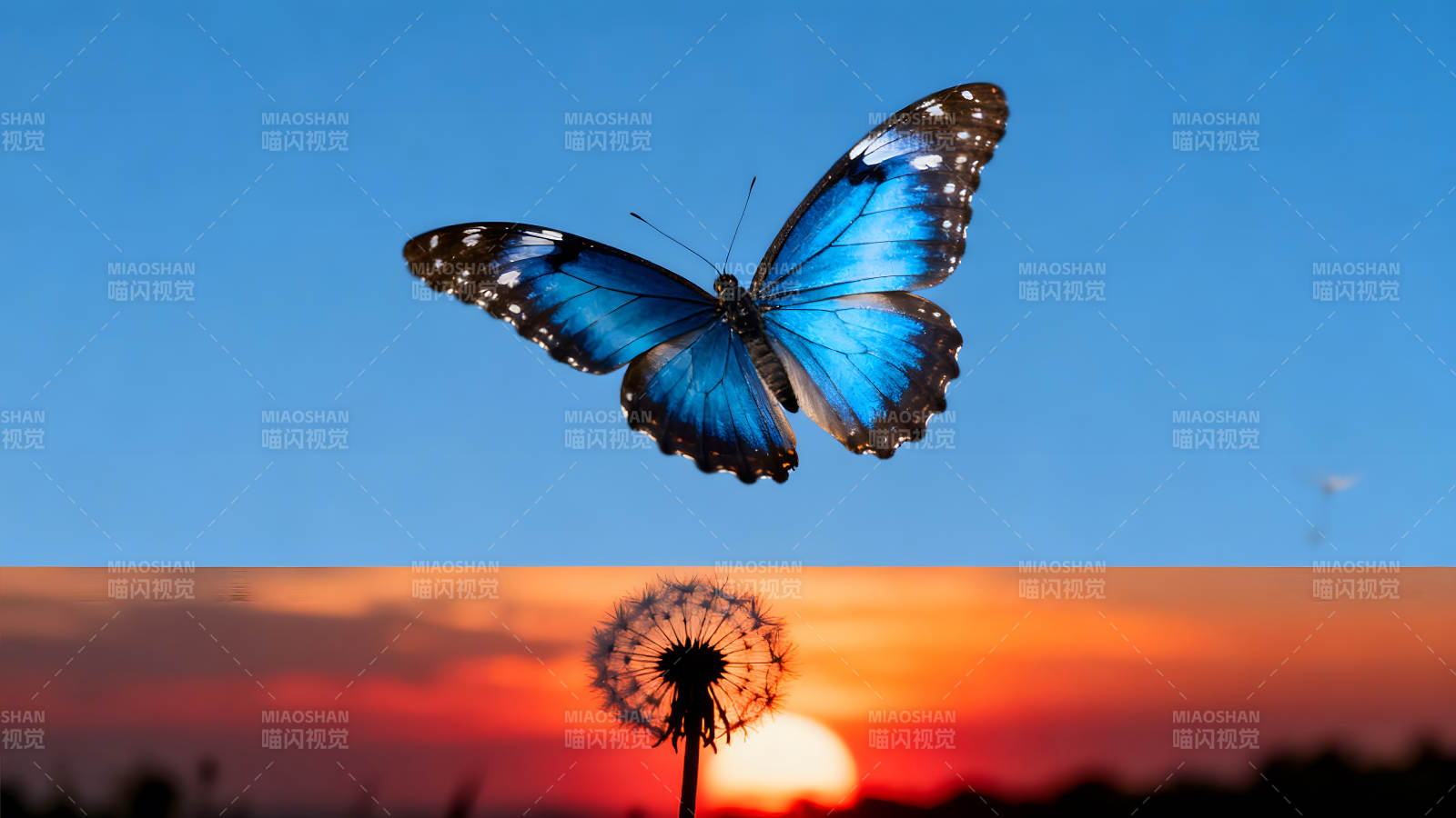 蓝蝴蝶与夕阳下的蒲公英图片