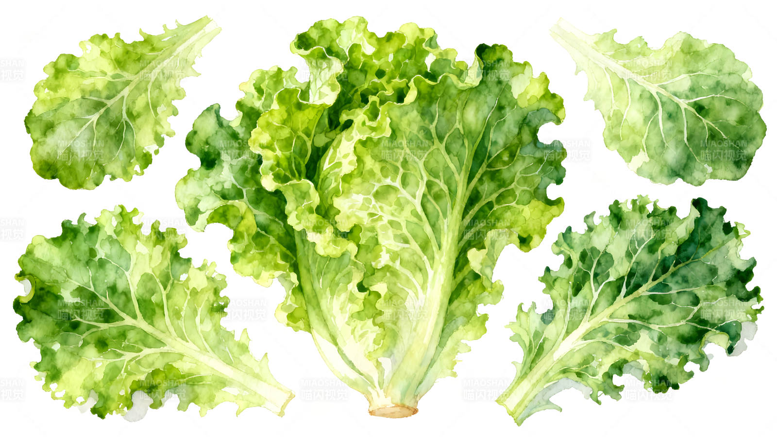 水彩风格的生菜叶图片