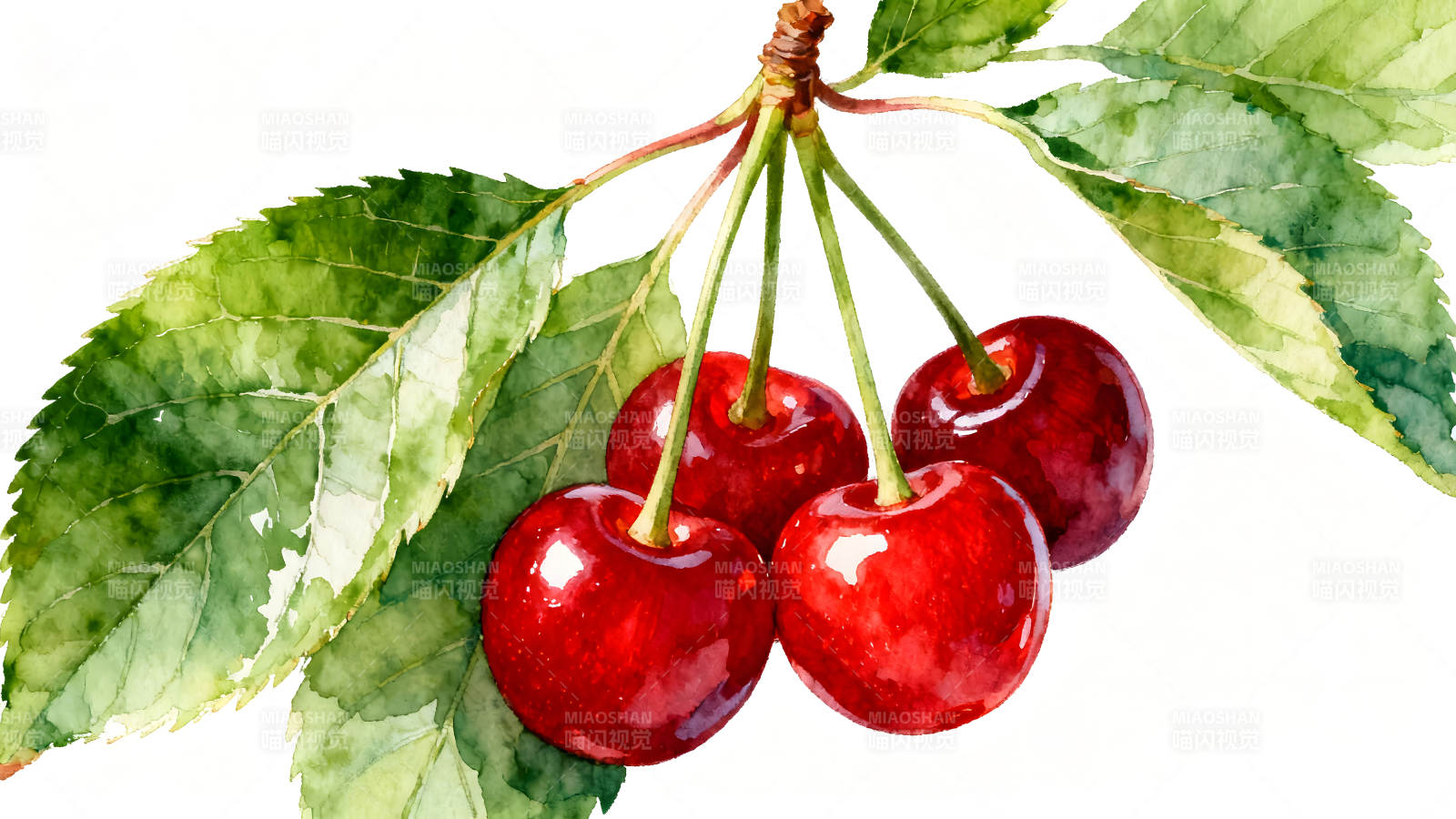 水彩绘画的樱桃和叶子图片