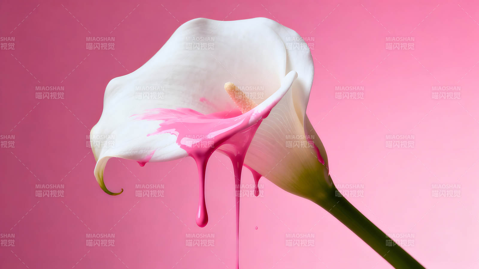 白色马蹄莲与粉色油漆图片