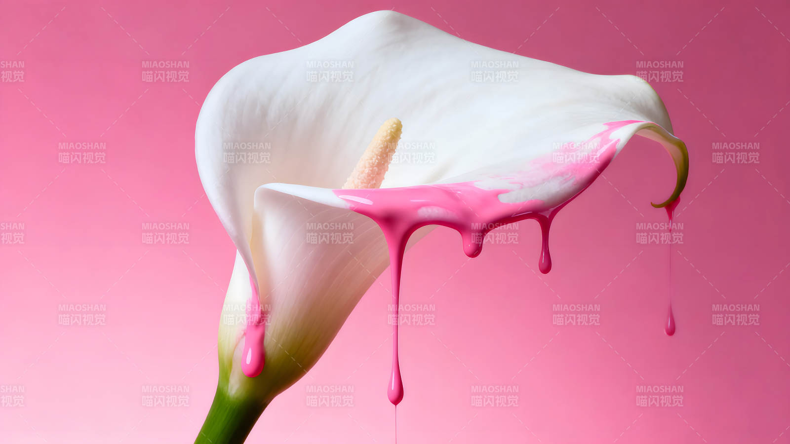 白色马蹄莲被粉色油漆覆盖图片