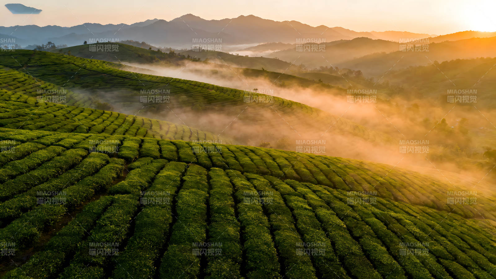 梯田茶园云雾缭绕壮丽景色图片