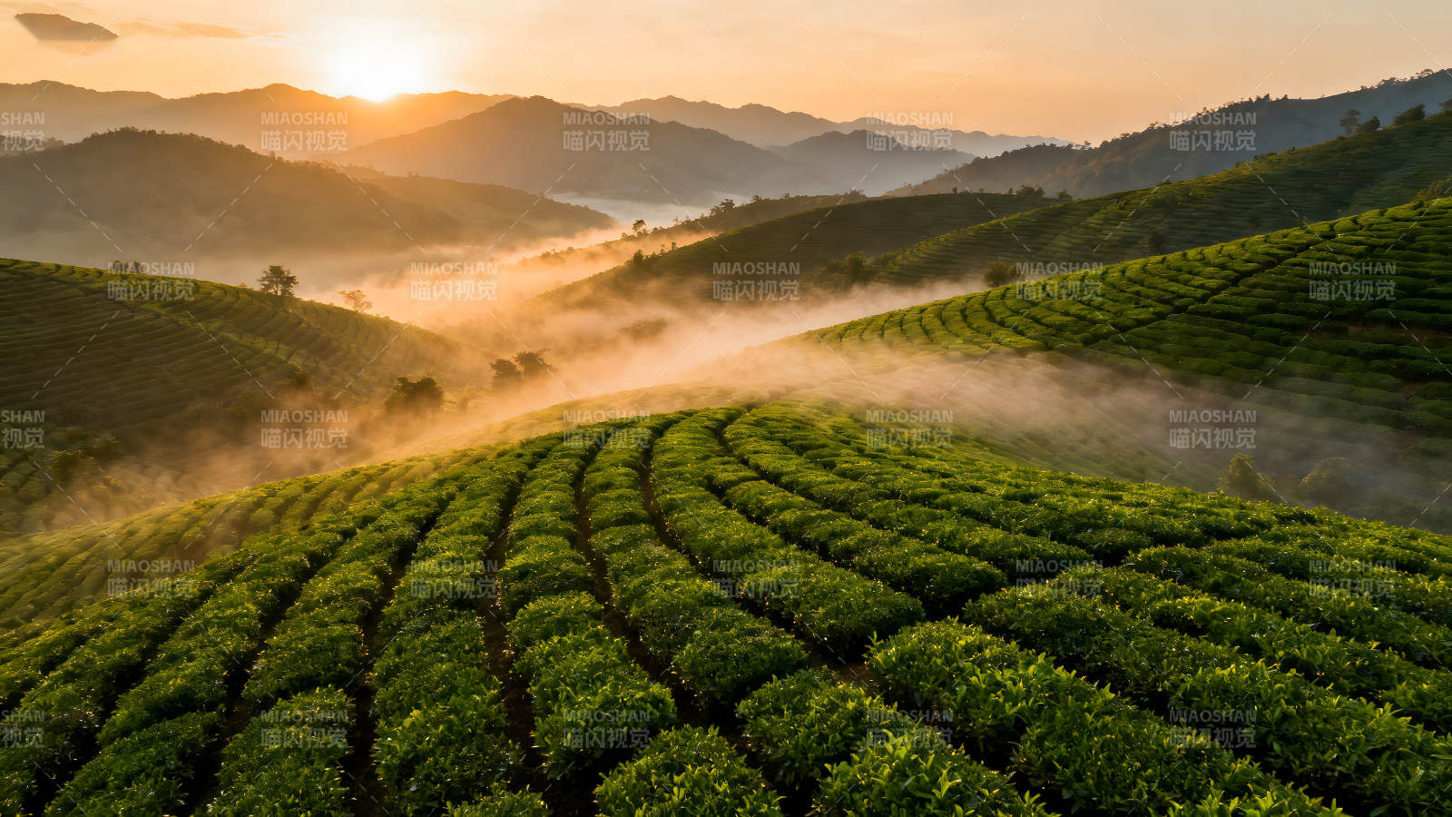 茶园山坡日出雾气缭绕生机勃勃图片