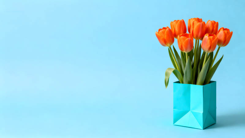 橙色郁金香蓝色背景图片