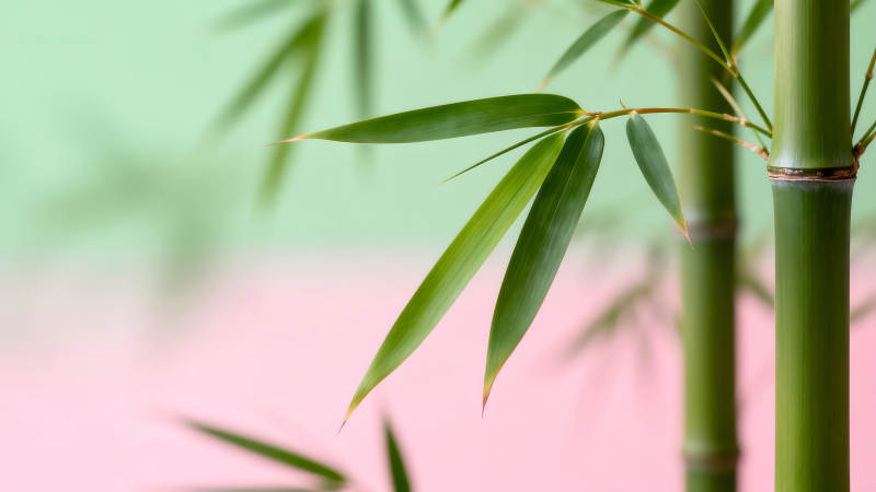 竹子细节特写清新自然图片